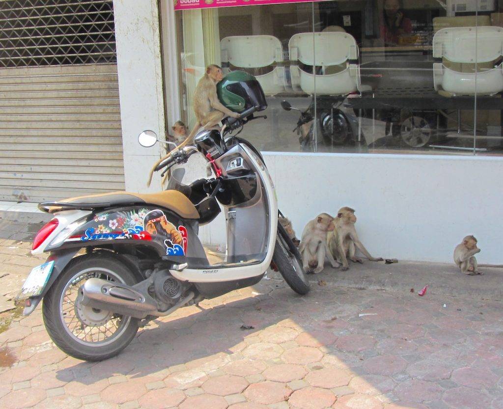 monkey on motorbike Lop Buri
