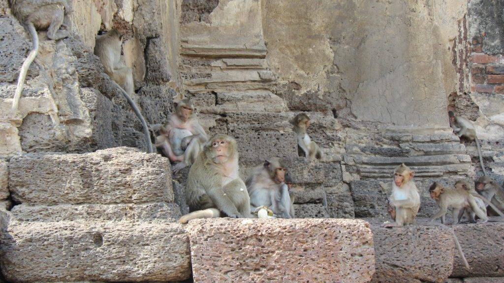 Monkeys on Temple Lop Buri