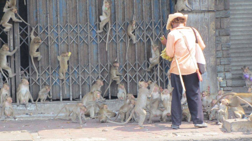 Monkeys in street being fed Lop Buri