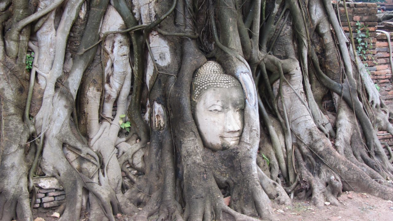 Wat Mahatat Buddha head in Bodhi tree