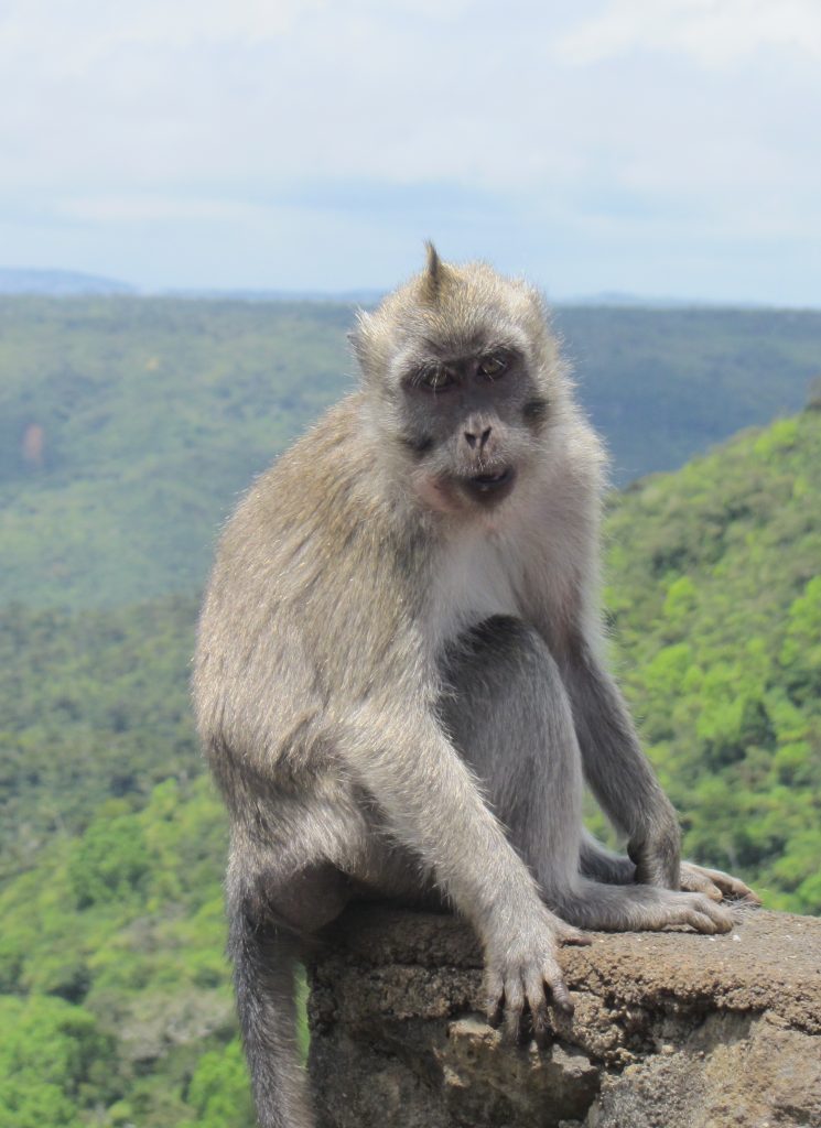 Monkeys near Ganga Talao - one of the main temples in Mauritius!