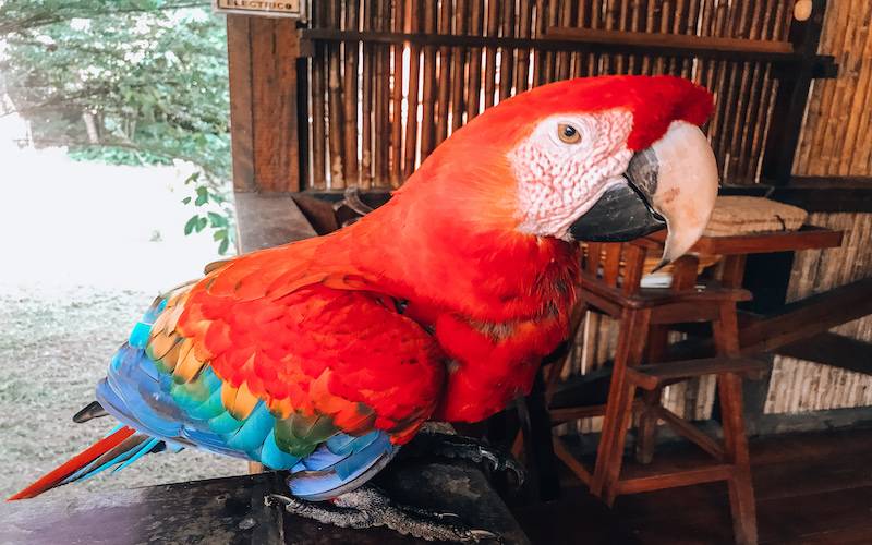 Macaw Peru Jungle tours