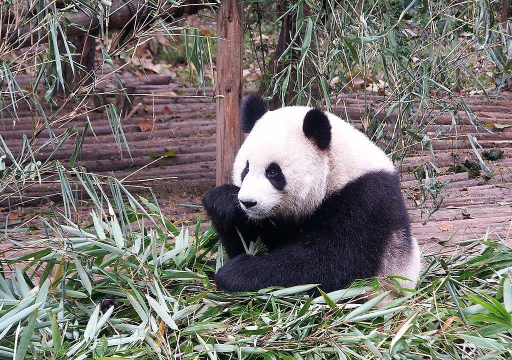 Chengdu Panda Resort
