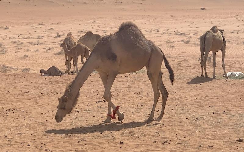 Camels Wahiba Sands Oman