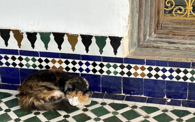 Cat at Bahia Palace main Courtyard Marrakech