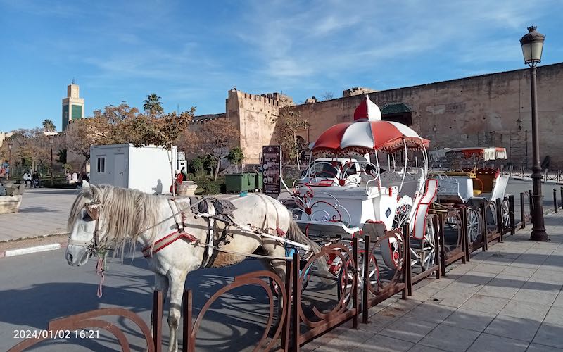 Horse and Carriage ride Lahdim Square Meknes
